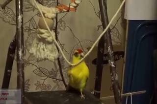Какарик Яша