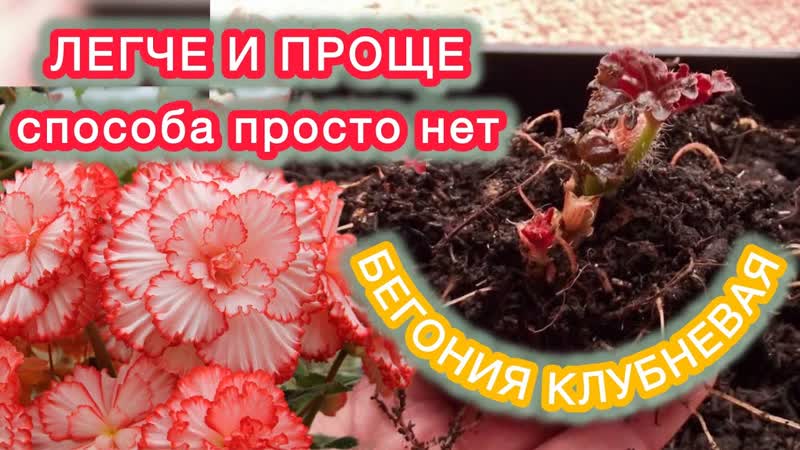 ПРОРАЩИВАЮ И УКОРЕНЯЮ КЛУБНИ БЕГОНИЙ
