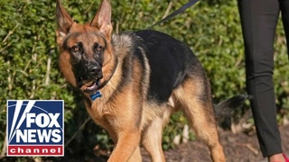 Who is to blame for Biden's rebellious dog