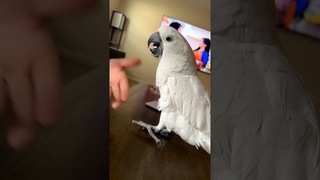when daddy point on her other foot🤣😂سيسو #sisu #cackatoo #bird #birds #cockatoo #pets #cocatoo