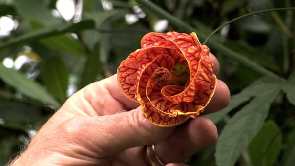 In the Garden with Mike Darcy: