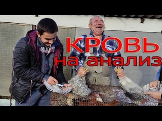 Кровь для анализа после вакцинации Птичьего гриппа