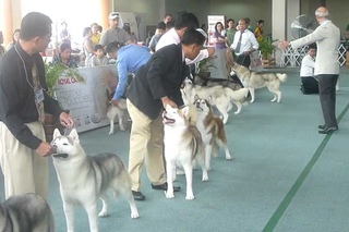 Oct 21st 2012 - Champion Class Male Competition (Dr. Imbimbo of Italy)