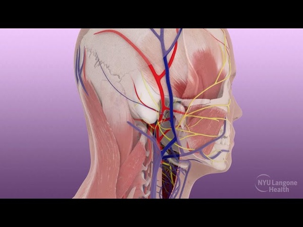 Joe Di Meo Face and Double Hand Transplant Surgical Animation