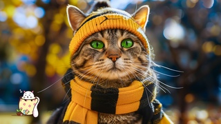 Top Cat Relaxation Music: Best Calming Tunes for Cats Alone - Boost Pet Well-Being