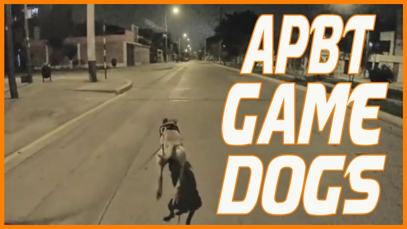 APBT Game Dogs Best Pit Bull Dog line in