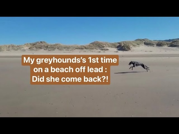 Greyhound first time on a beach off lead : Did she come