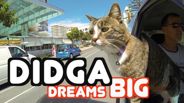 Didga Dreams BIG Cats Amazing Trick