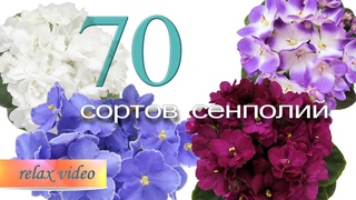 70 сортов миниатюрных сенполий, цветущих в марте 2024 года. Слайдшоу