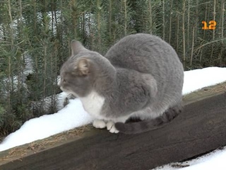 Ёлочные базары в Йошкар-Оле