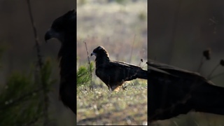 Коршун явился на тетеревиный ток. Экология как есть #animal #тетерев #shorts