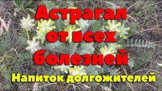 Астрагал - Чудо растение жизни