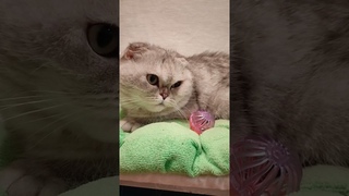 #асенька #cat #мася#бусинка #ася ##подпишись #юмор
