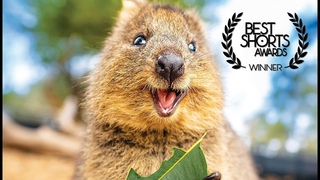 The Truth About The Happiest Animals In The World - Quokka Documentary
