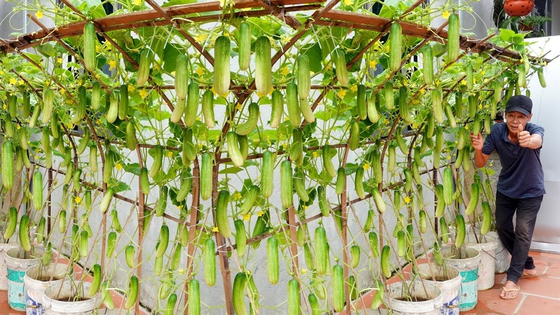 I Was Shocked Growing Cucumbers This Way No Pesticides, Continuous