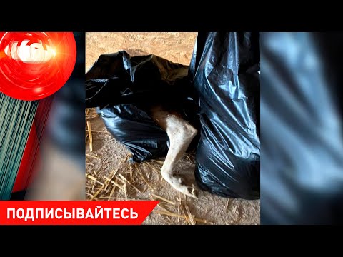 Концлагерь для собак Насильник измывался над 18 летней